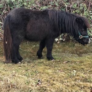 Meet your Posher, Liz